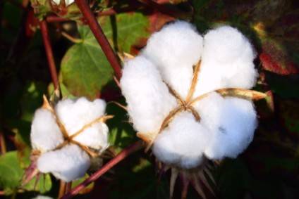 Test results indicate whether GMOs were detected or not in cotton