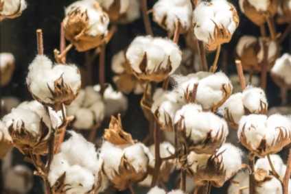 Fire Resistant Cotton Market Research 2025: Region Wise Analysis Of Top Players In Market By Its Types And Application