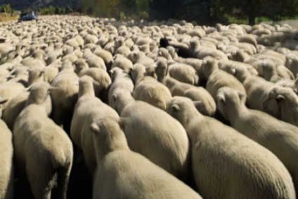 Australia's wool industry battles the Covid-19 storm | Apparel Industry News - just-style.com